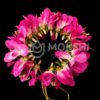 Artificial Orchids Purple Flower Gajra